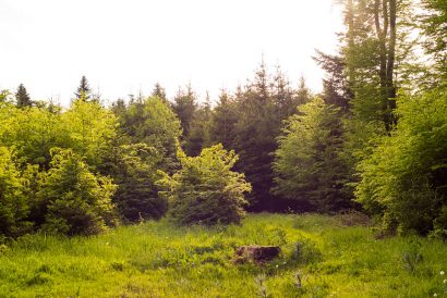 Der Wald - Naturkind