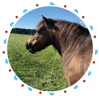 Luna - Pferd der Kinderreitschule Grabenstätt im Chiemgau / Traunstein in Bayern