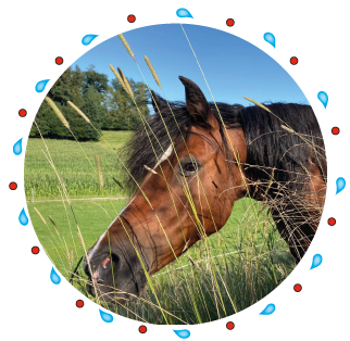 Sternchen - Pony  der Kinderreitschule Grabenstätt im Chiemgau / Traunstein in Bayern