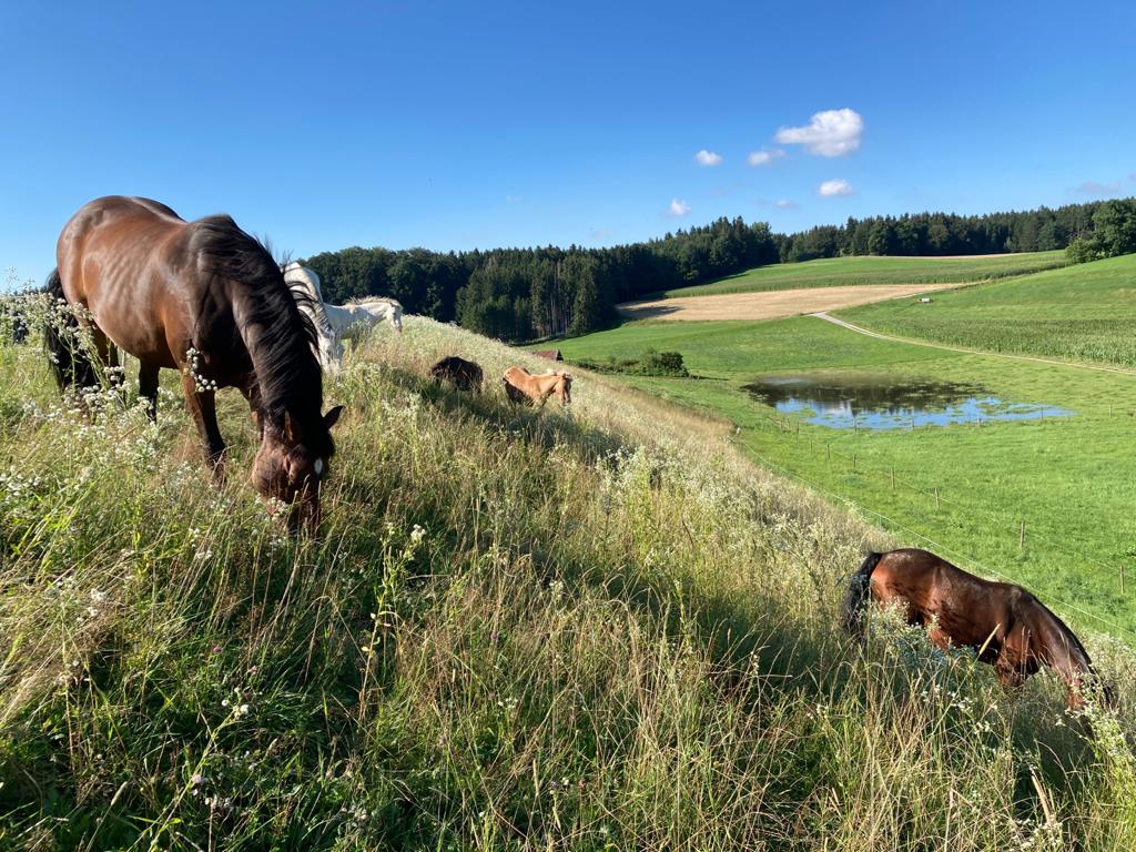 Pferde und Ponys der Kinderreitschule von Sonja Schett in Grabenstätt im Chiemgau bei Traunstein in Bayern