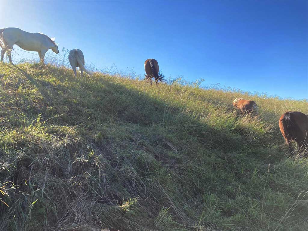 Ponys und Pferde der KinderreitschuleGrabenstätt im Chiemgau - Traunstein in Bayern