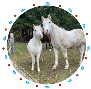 Grabenstätt Pony Kinder Reiterhof, Ponyhof im Chiemgau in Bayern