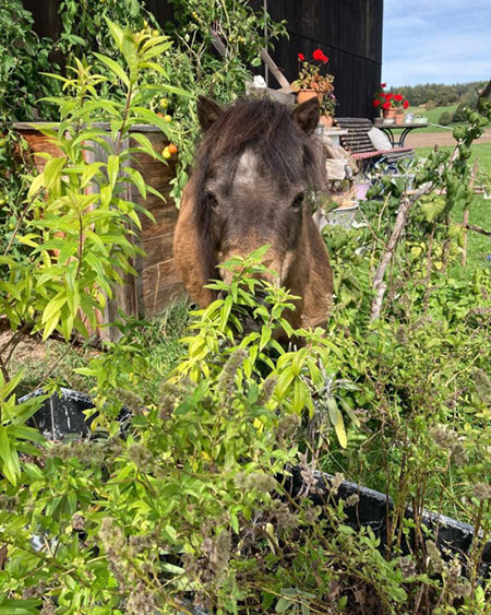 Ponys für Kinder ab 4 Jahren bei NAturkind in Grabenstätt Chieming BAyern