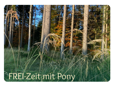 Mit dem Pony in den Wald Ponyfreizeit